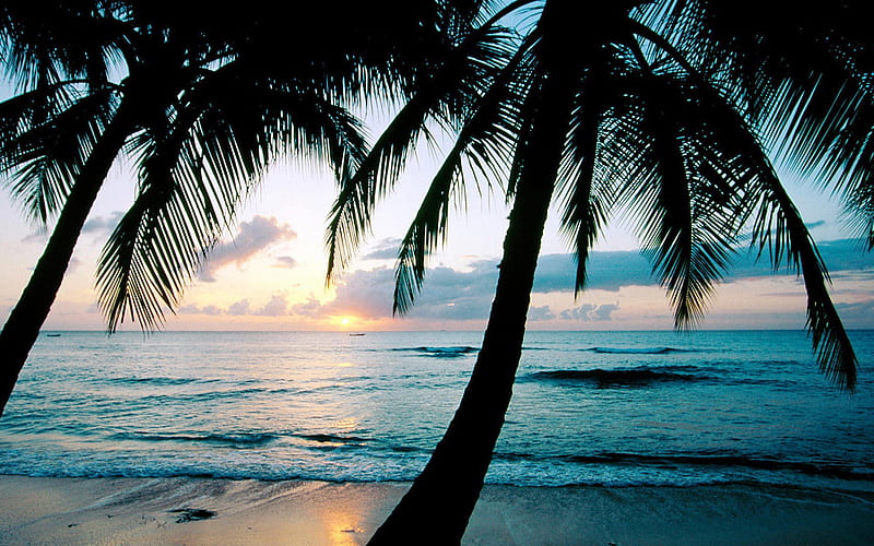 Beach with palm trees-Summer landscape 02, HD wallpaper