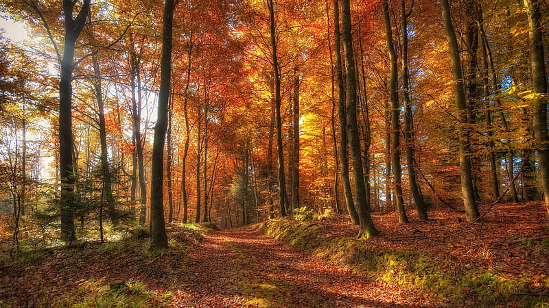 Path With Dry Leaves Between Colorful Autumn Trees Forest With Sunrays Nature, HD wallpaper