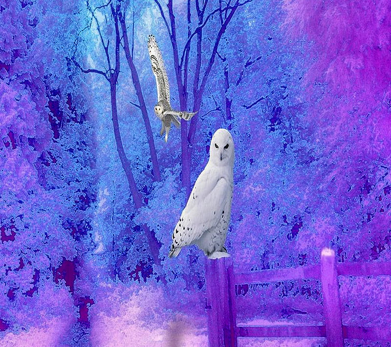 Snow Owl, owl, snow, HD wallpaper