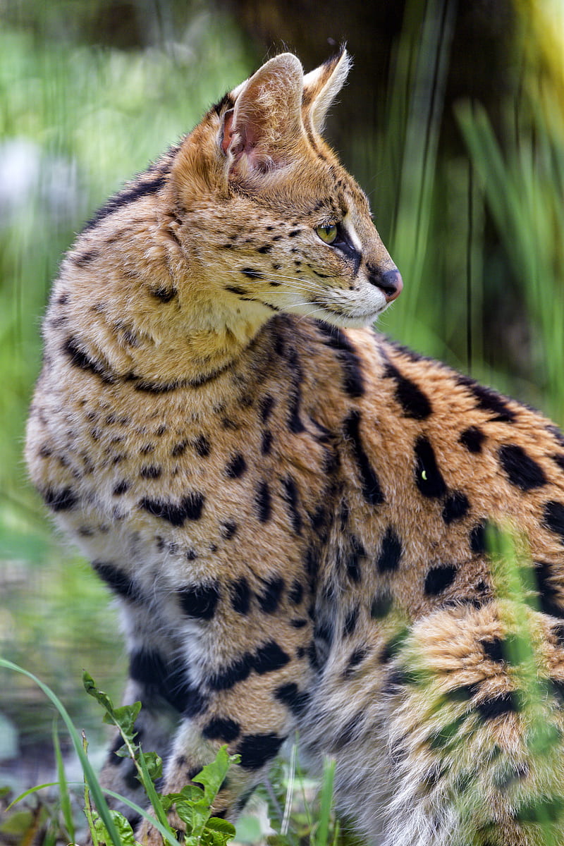 serval, wild cat, cat, spots, predator, grass, HD phone wallpaper