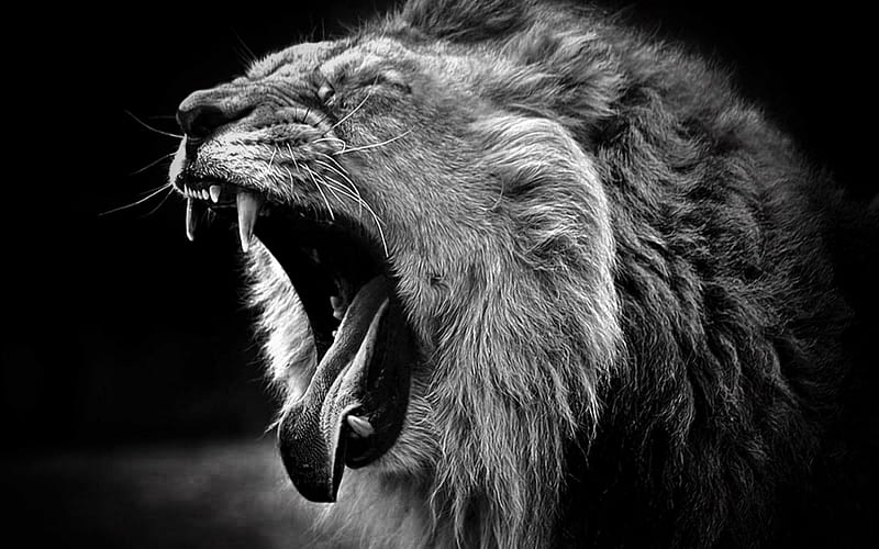 yawn lion, yawn, grayscale, cats, big cats, animals, HD wallpaper