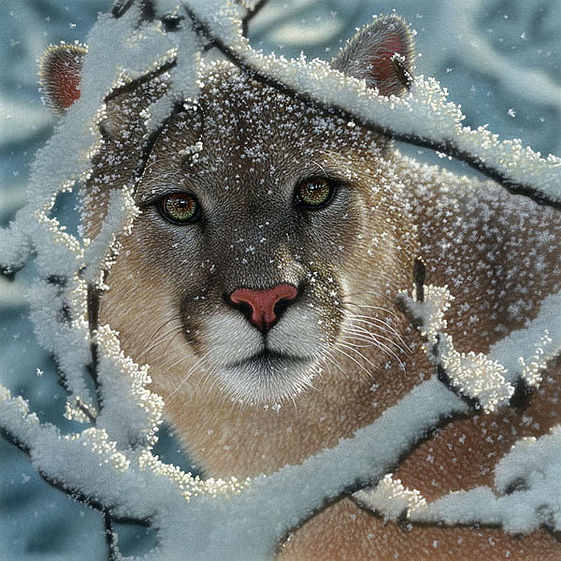 Cougar, mountain, snow, lion, HD wallpaper