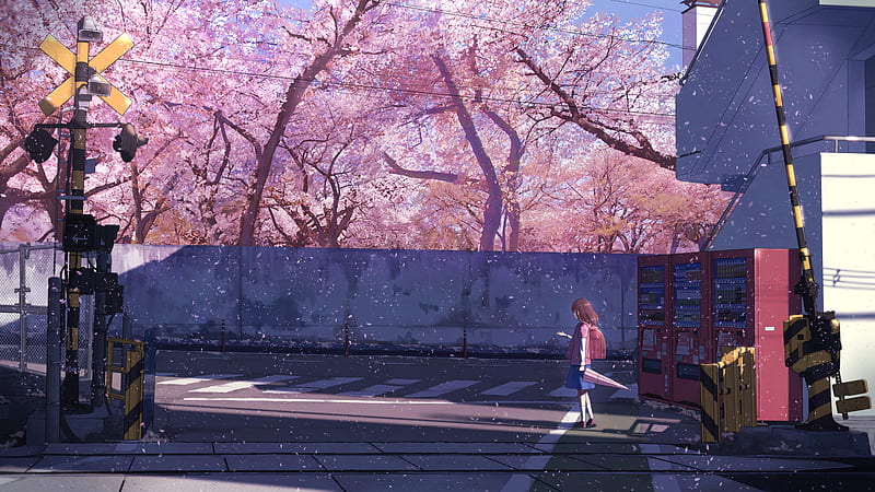 Cherry Blossom Tree Anime Wallpapers Top Free Cherry Hot Sex Picture