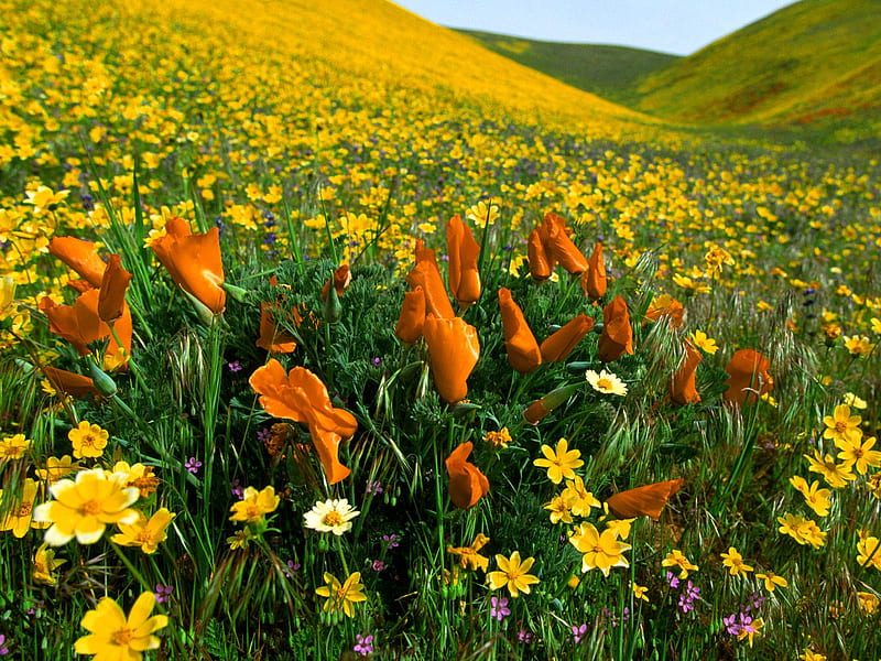 Untitled , coreopsis, valley, poppies, wildflowers, HD wallpaper