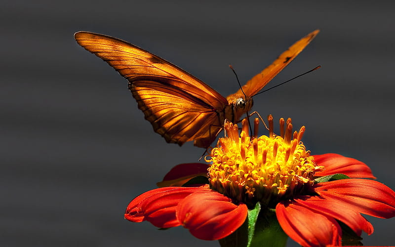 Colorful Pause, pretty, butterfly, orange, macro, flower, HD wallpaper