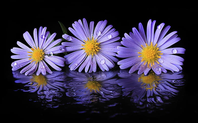 Purple flowers, Purple, Reflection, Petals, Aster, HD wallpaper
