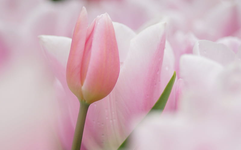 *So soft and pale*, pale, flowers, one, nature, pastel, soft, tulips, pink, HD wallpaper