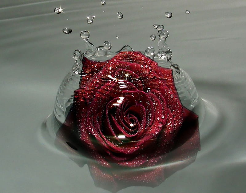 Flowers, Rose, Bud, Petal, Pink Flower, Pink Rose, Water Drop, HD wallpaper