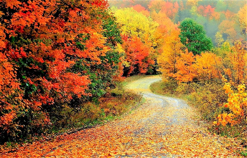 West Virginia Country Road in Autumn, Country Road, Trees, Autumn, West Virginia, HD wallpaper