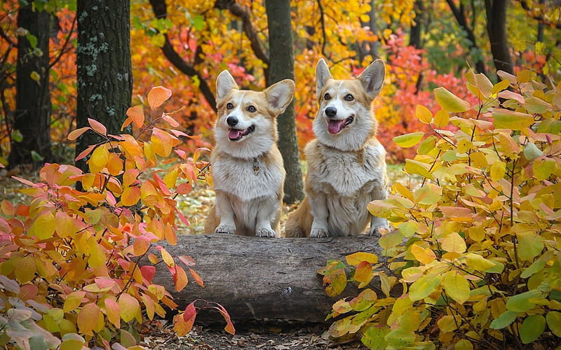 Pembroke Welsh Corgi, nature, autumn, dogs, animals, HD wallpaper