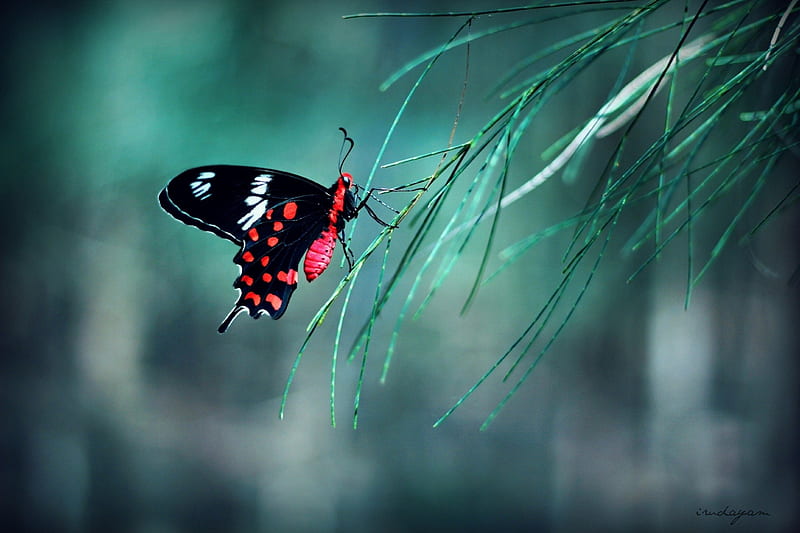 “Just When The Caterpillar Thought The World Was Over, It Became A Butterfly.”, hope, butterfly, macro, nature, colours, HD wallpaper
