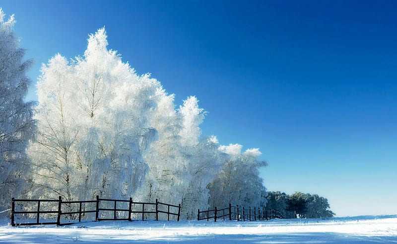 ze frame winter, fence, silence, trees, winter, cold, skies, snow, solitude, ice, beauty, season, HD wallpaper