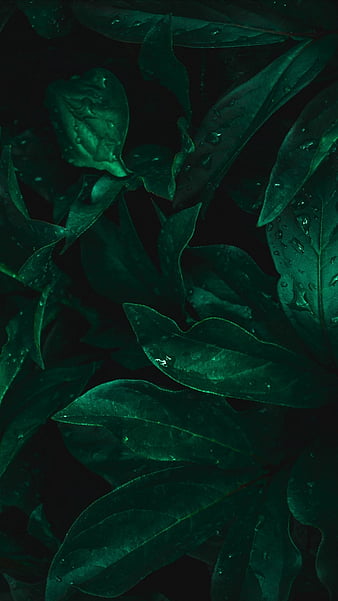 Hydrangea, inflorescences, drops, moisture, leaves, HD phone wallpaper ...