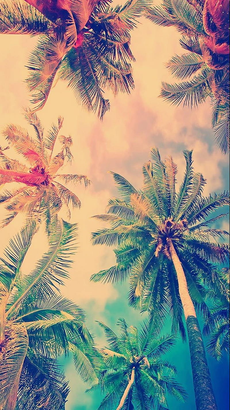 Palms Hipster, HD phone wallpaper | Peakpx