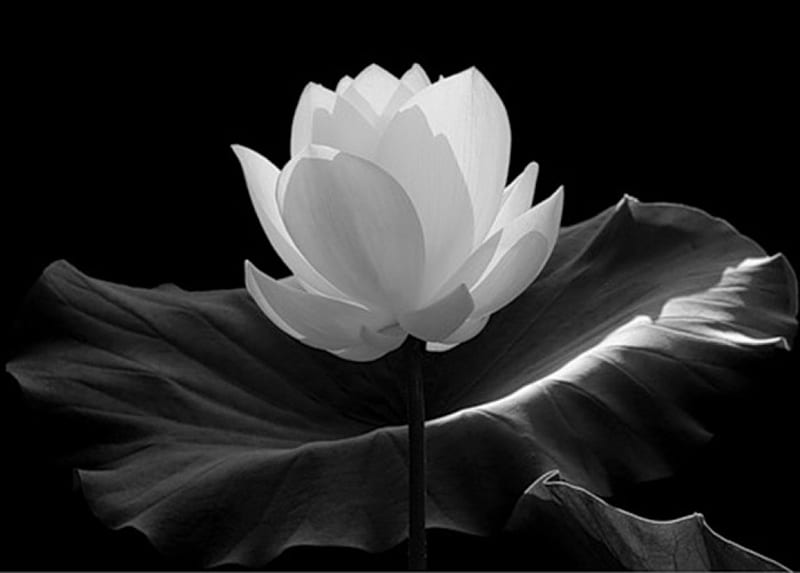 Top 999+ Lotus Flower Wallpaper Full HD, 4K✓Free to Use