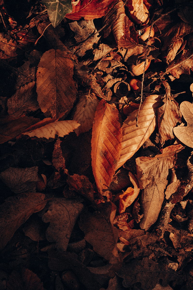 Brown dried leaves on ground, HD phone wallpaper | Peakpx