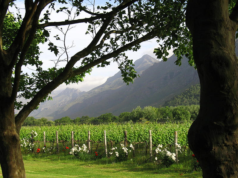 A nice picnic place, grass, lanserac, mountains, flowers, vineyard, stellenbosch, picnic, south africa, HD wallpaper