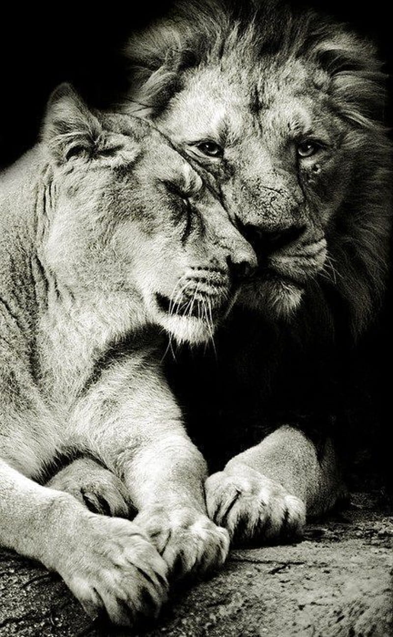 Lions, family, king, leon, lion, lioness, lions, HD phone wallpaper | Peakpx