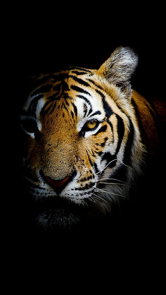 HD tiger light wallpapers | Peakpx