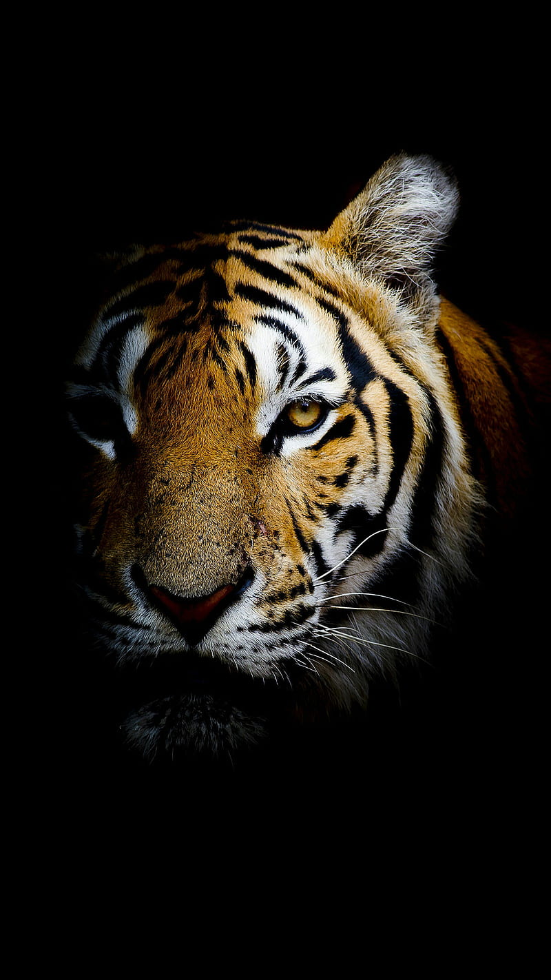 Tiger, animal, dark, face, light, wild, HD phone wallpaper | Peakpx