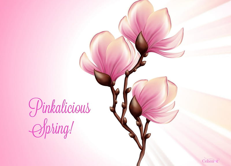 Pinkalicious spring!, magnolia, flower, spring, by cehenot, white, pink, card, HD wallpaper