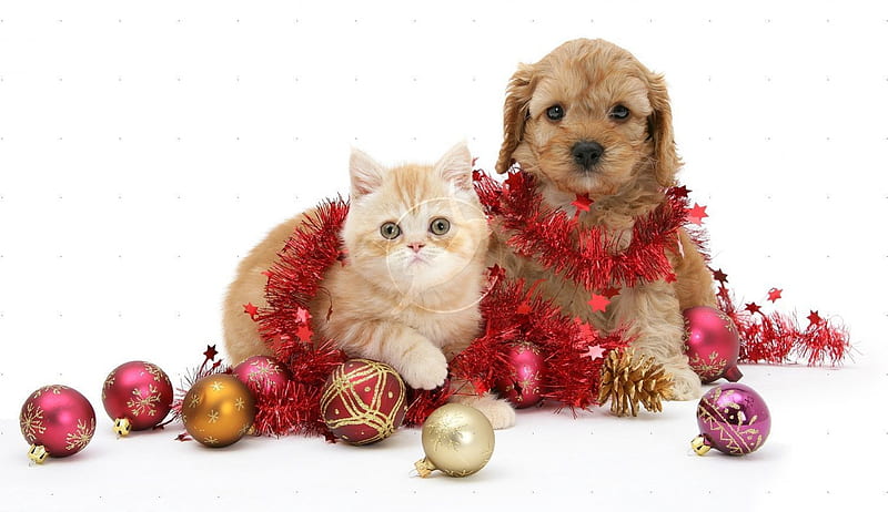 Cute christmas pets, ball, christmas, cat, kitten, puppy, dog, HD wallpaper