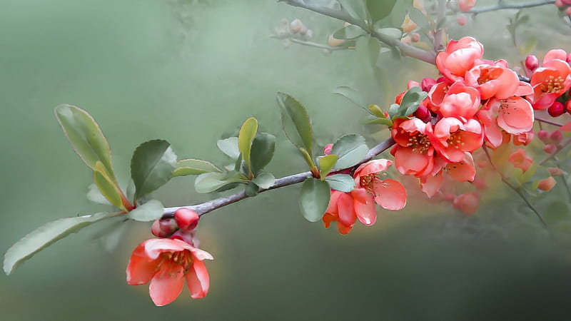 Spring Quince, Firefox theme, quince, flowers, blossoms, spring, blooms, branch, HD wallpaper