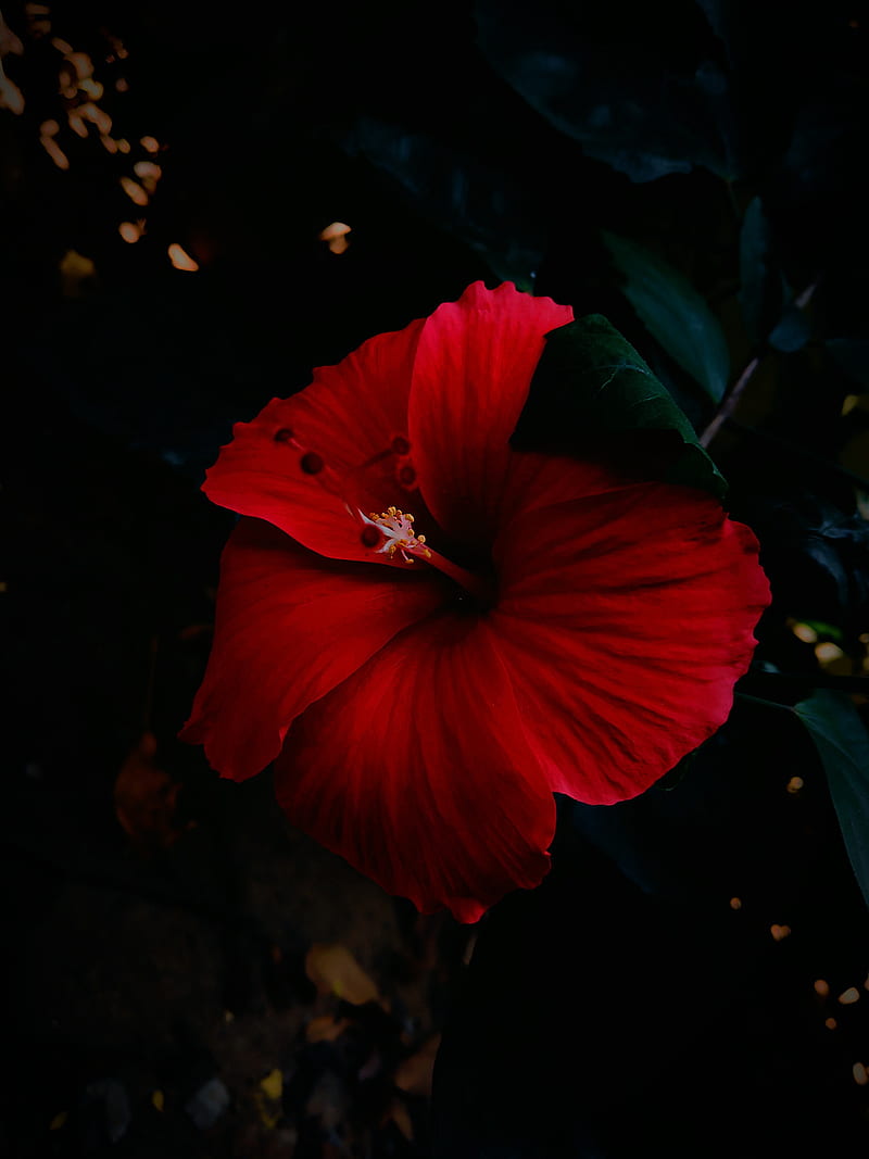 Hibiscus Flower Wallpapers For Mobile | Best Flower Site