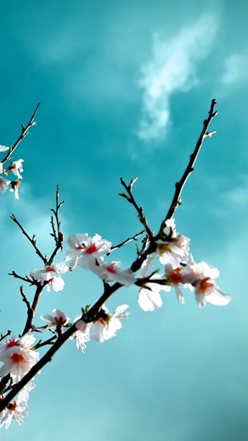 Cherry Blossoms, HD phone wallpaper
