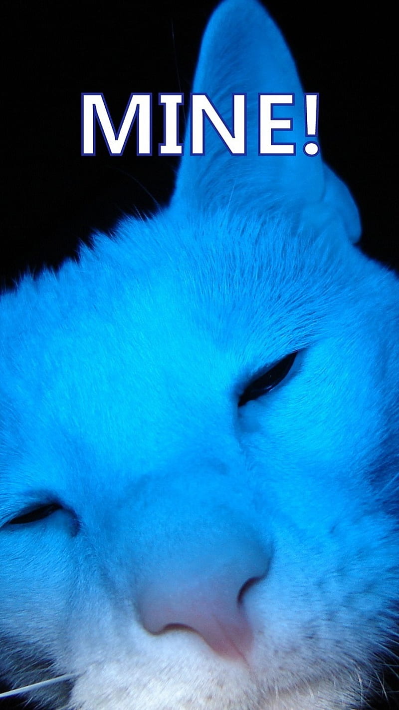 MINE Cat, attitude, back off, blue, cat, do not touch, face, feline, funny, kitty, lock, lock screen, locked, look, my phone, no, stay away, warning, HD phone wallpaper