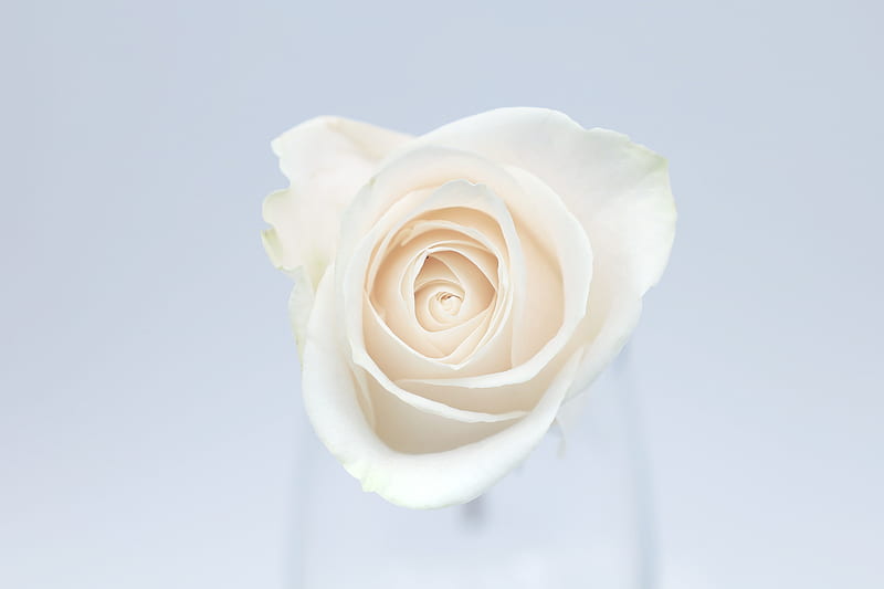 Rose, flower, bud, petals, white, HD wallpaper | Peakpx