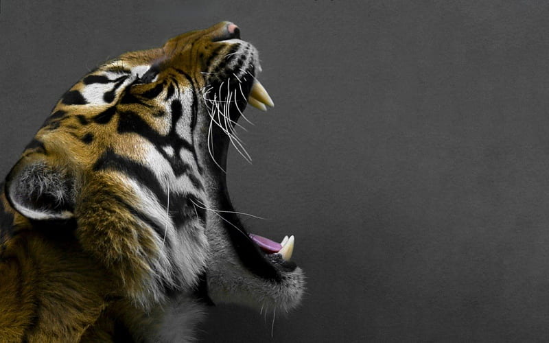 Scary Tiger Picture Background Images, HD Pictures and Wallpaper For Free  Download