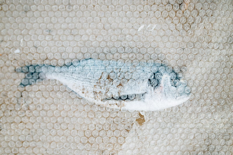 Brown Fish on White Net, HD wallpaper