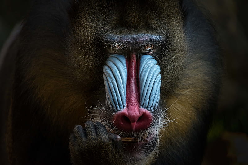 Monkeys, Mandrill, Monkey, Muzzle, Primate, Wildlife, HD wallpaper