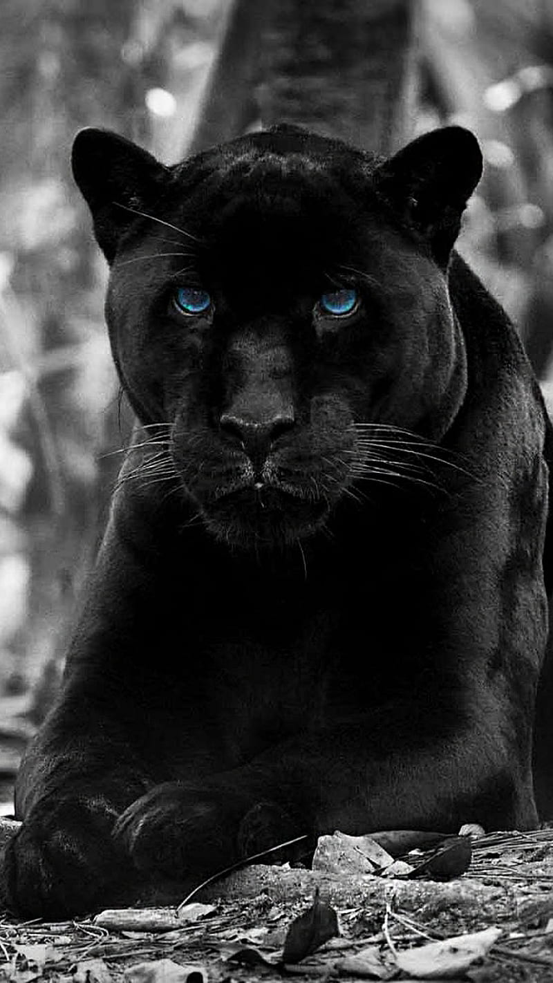 black panther, animal, big, blue, cat, eyes, face, wild, HD phone wallpaper