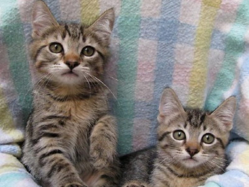 Omg I want these two adorable candy bar tabby kittens, kittens, adorable, candy bar, tabby, HD wallpaper