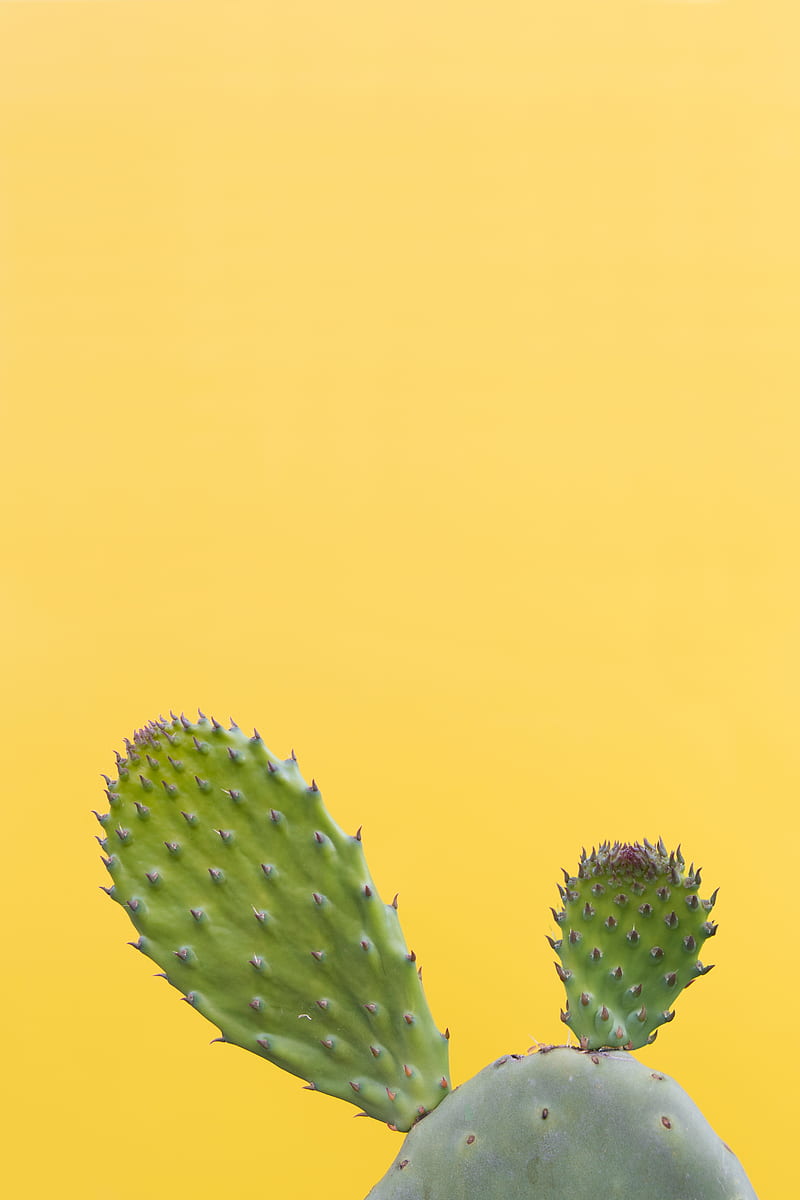 cactus, succulent, prickly, green, minimalism, HD phone wallpaper