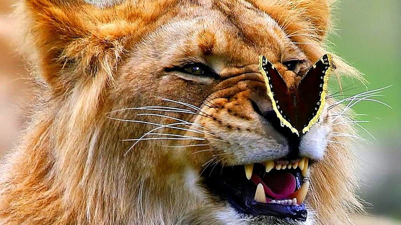 King of the Beasts, butterfly, grin, lion, animals, HD wallpaper