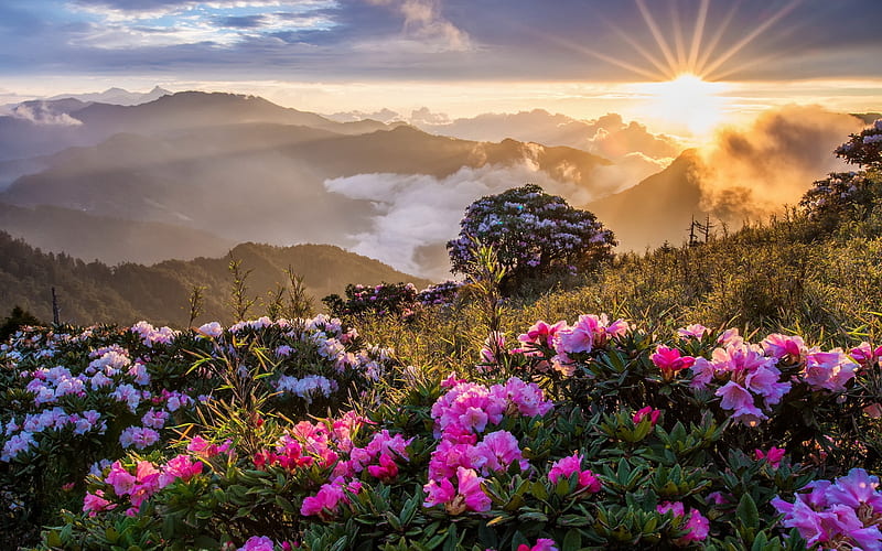 Wide flowers at the sunset, flower, mountain, sun, wild, HD wallpaper