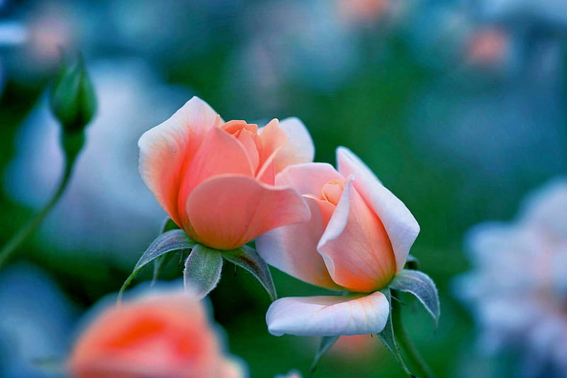 ROSES at NIGHT, orange, rose, colors, bonito, sunset, buds, close up, macro, flowers, evening, HD wallpaper