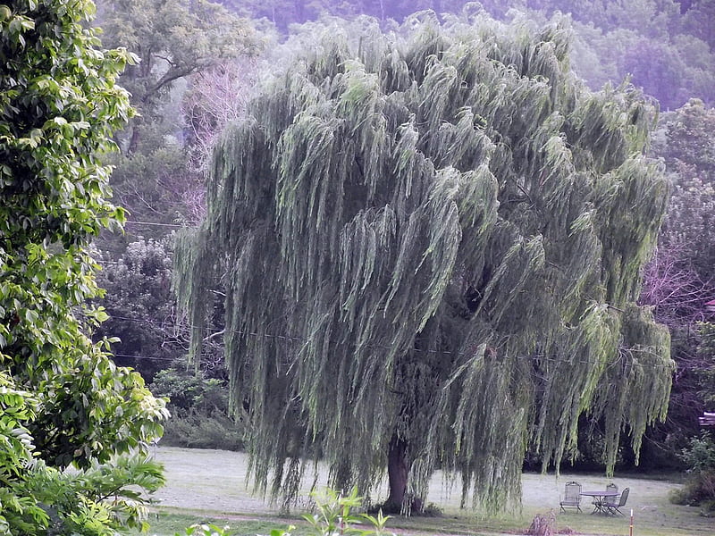 weeping willow, garden, park, willow, HD wallpaper