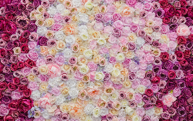 Roses, summer, yellow, wall, skin, pink, white, trandafir, rose, vara, texture, HD wallpaper