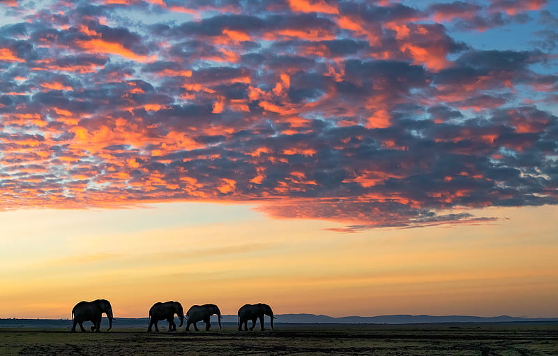 Animal, Elephant, Cloud, Savannah, Wildlife, HD wallpaper