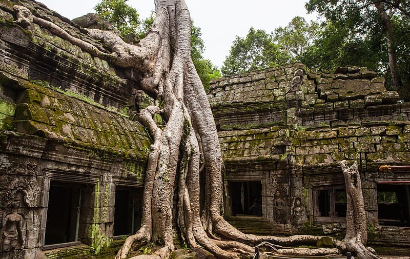 concrete temple with tree root on top, HD wallpaper