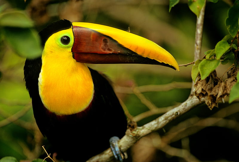 Tucan From Costa Rica, brown, birds, black, yellow, bonito, tucan, animal, bird, animals, HD wallpaper