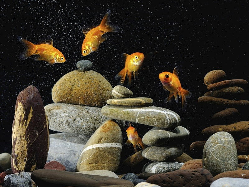 Five fish and stones, stones, pile, fish, goldfish, HD wallpaper
