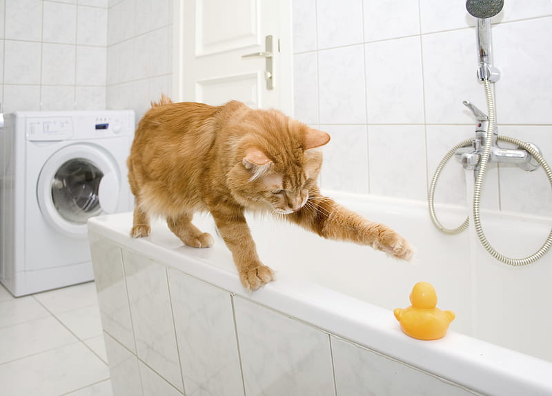 Cat, orange, ginger, paw, toy, yellow, bath, animal, play, white 