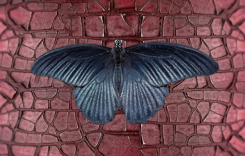 Butterfly, wall, blue, dark, HD wallpaper