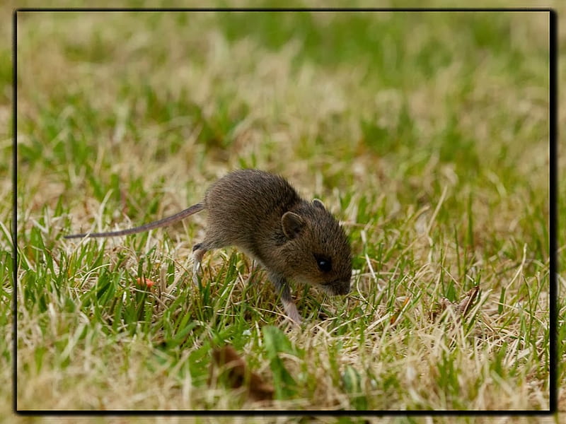 BABY WOOD MOUSE, BABY, MOUSE, CUTE, HD wallpaper