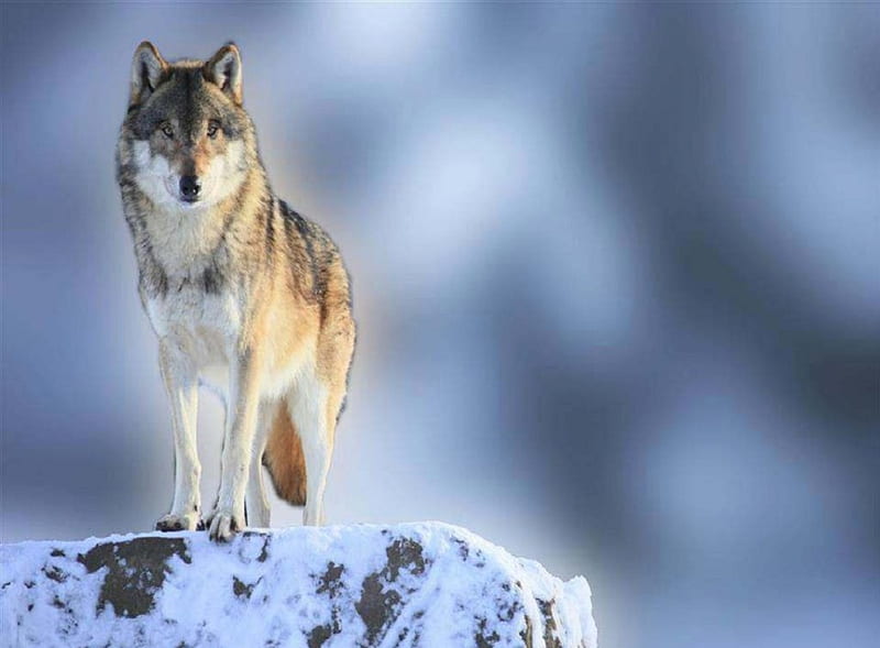 I'm King Of The World, wolf, snow, animals, dogs, HD wallpaper | Peakpx